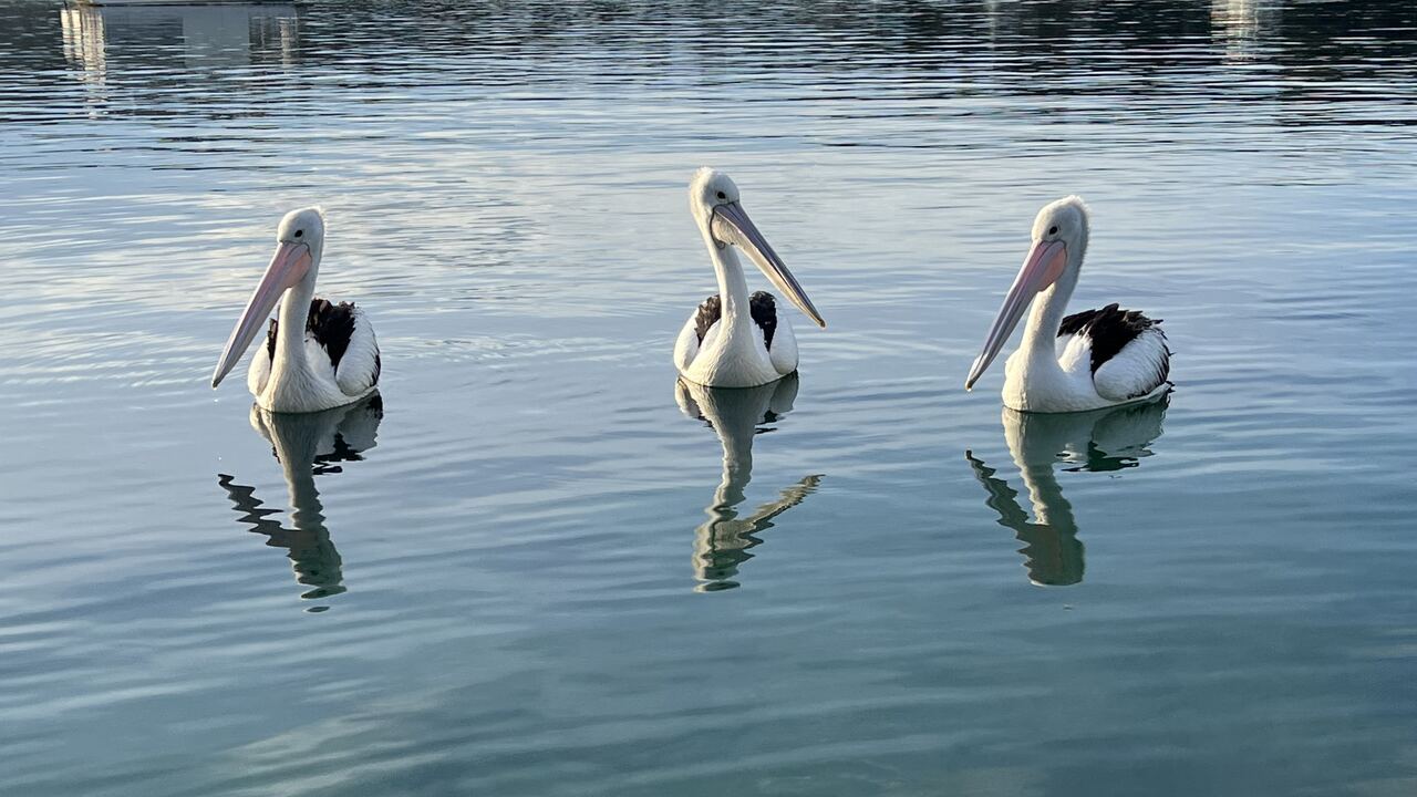 Mitchies Jetty, NSW